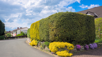 Maerz-2024-hecken-formschnitt-in-brandenburg-gartenbusiness